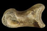 Theropod Phalange (Toe Bone) - Judith River Formation #129809-3